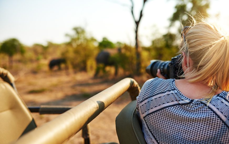 What to Do in Wildlife Encounters